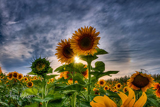 Sunflowers Sunburst By Terry Aldhizer